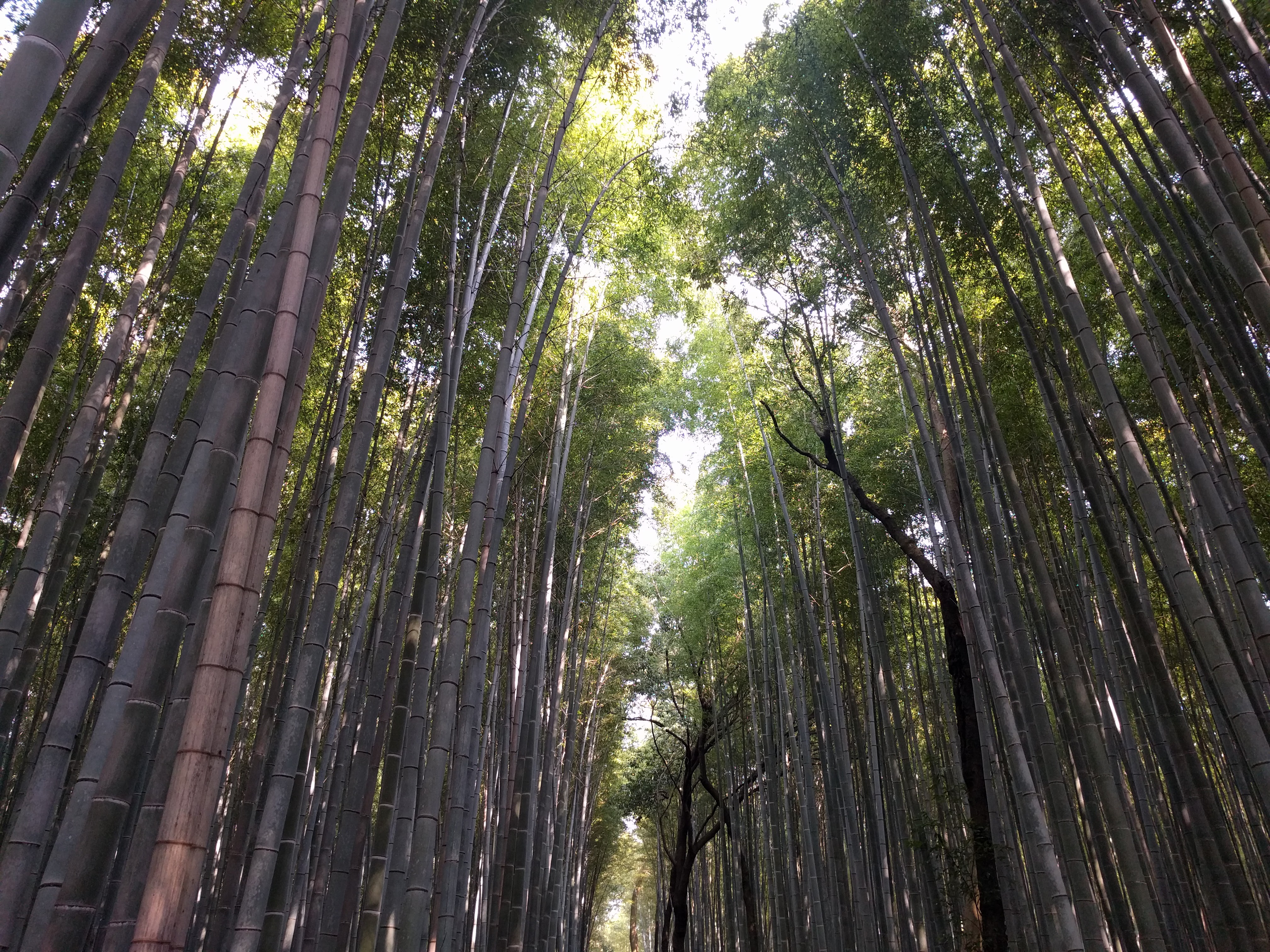bamboo_path
